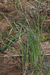 Barratt's sedge